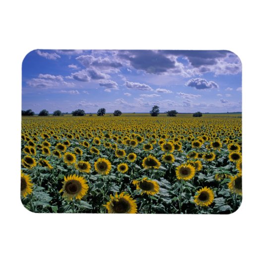 NA, VS, Kansas, Zonnebloem gewas Magneet (Horizontaal)