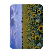 NA, VS, Kansas, Zonnebloem gewas Magneet (Verticaal)