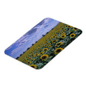 NA, VS, Kansas, Zonnebloem gewas Magneet (Linkerzijde)