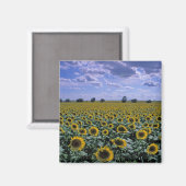 NA, VS, Kansas, Zonnebloem gewas Magneet (Voorkant / Achterkant)