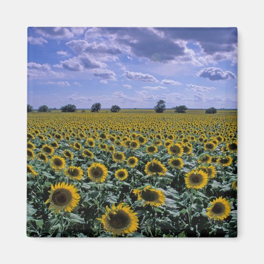 NA, VS, Kansas, Zonnebloem gewas Magneet (Voorkant)