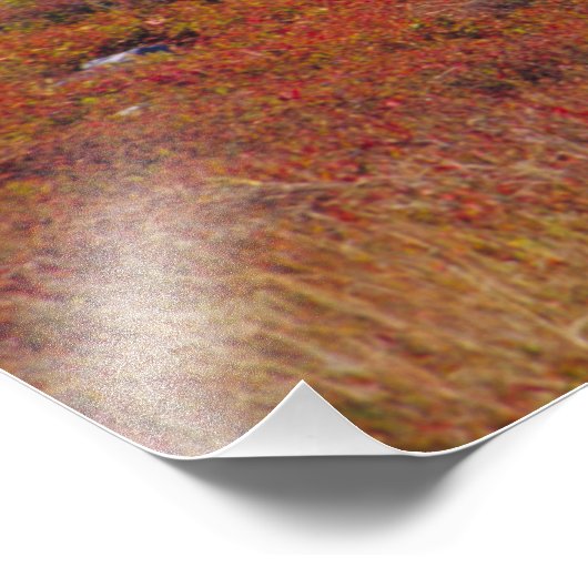 NA, VS, Maine. Blauwbes. Foto Afdruk (Hoek)