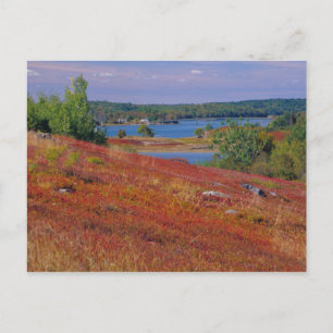 NA, VS, Maine. Blauwe bosbes heide. Briefkaart