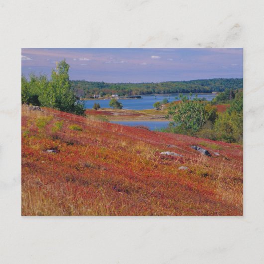 NA, VS, Maine. Blauwe bosbes heide. Briefkaart (Voorkant)