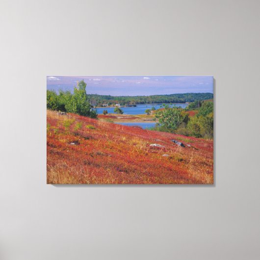 NA, VS, Maine. Blauwe bosbes heide. Canvas Afdruk (Voorkant)