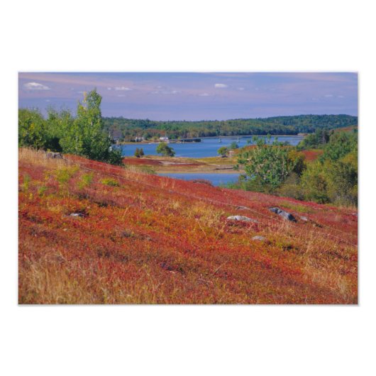 NA, VS, Maine. Blauwe bosbes heide. Foto Afdruk (Voorkant)