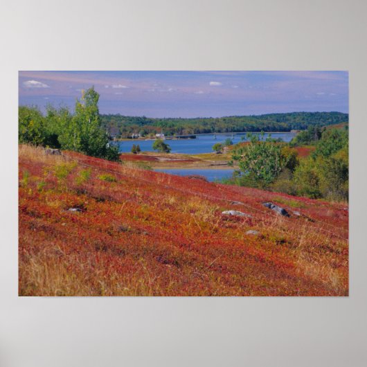 NA, VS, Maine. Blauwe bosbes heide. Poster (Voorkant)