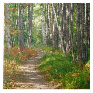 NA, VS, Maine.  Jessup trail in Acadia National Tegeltje