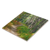 NA, VS, Maine. Jessup trail in Acadia National Tegeltje (Zijkant)