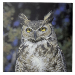 NA, VS, New Mexico, Wildlife West Nature Park Tegeltje