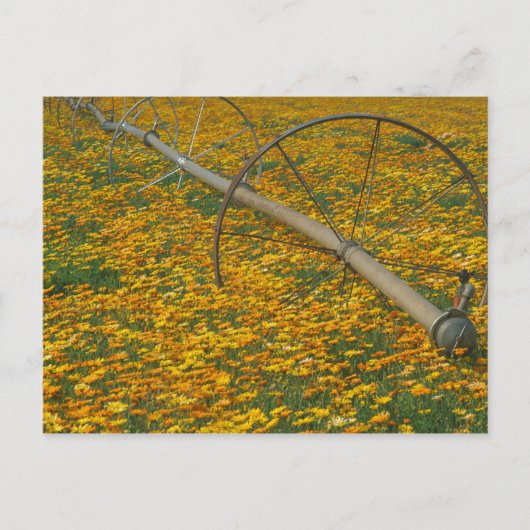 NA, VS, Oregon. Watersysteem in het veld van Briefkaart (Voorkant)