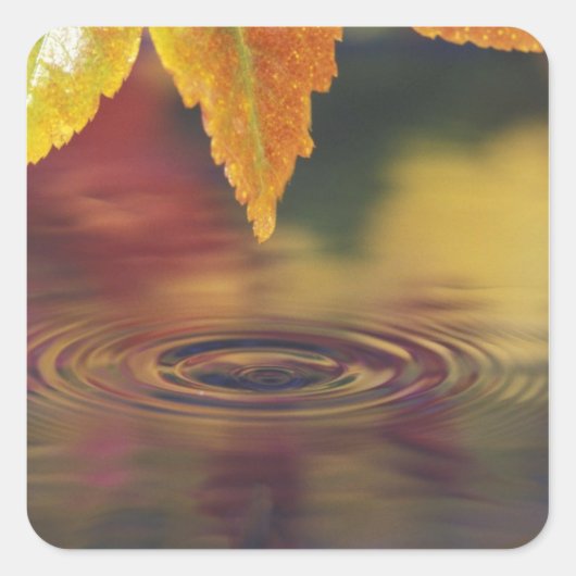 NA, VS, Pacific Northwest Vierkante Sticker (Voorkant)