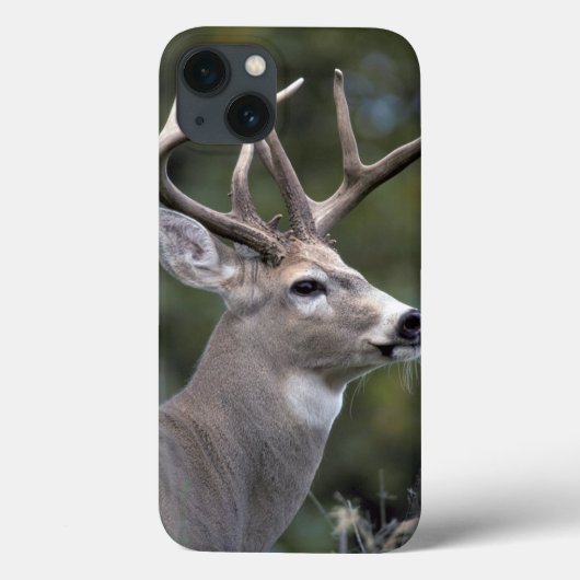 NA, VS, Staat Washington, Witstaarthert, Case-Mate iPhone Case (Achterkant)