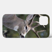NA, VS, Staat Washington, Witstaarthert, Case-Mate iPhone Case (Achterkant (horizontaal))