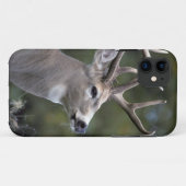 NA, VS, Staat Washington, Witstaarthert, Case-Mate iPhone Case (Achterkant (horizontaal))