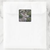 NA, VS, Staat Washington, Witstaarthert, Vierkante Sticker (Tas)