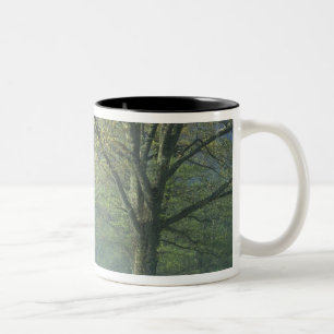 NA, VS, Tennessee, Cades Cove, Great Smoky Tweekleurige Koffiemok