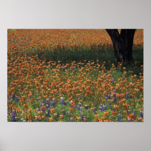 NA, VS, Texas, Hill Country, Paint borstel en Poster