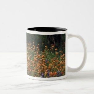 NA, VS, Texas, Hill Country, Schilderskwast en Tweekleurige Koffiemok