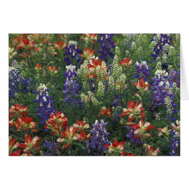 NA, VS, Texas, nabij Marble Falls, Paint brush (Voorkant Horizontaal)