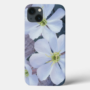 NA, VS, Utah, Arches NP, Teunisbloem iPhone 13 Hoesje