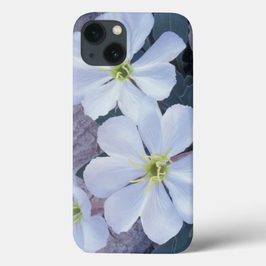NA, VS, Utah, Arches NP, Teunisbloem Case-Mate iPhone Case (Achterkant)