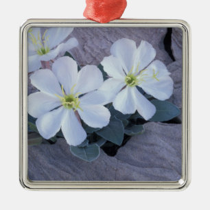 NA, VS, Utah, Arches NP, Teunisbloem Metalen Ornament
