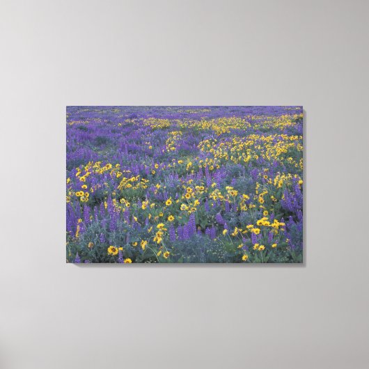 NA, VS, Washington Dalles, Lupine en Canvas Afdruk (Voorkant)