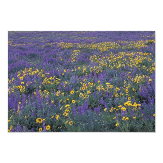 NA, VS, Washington Dalles, Lupine en Foto Afdruk (Voorkant)