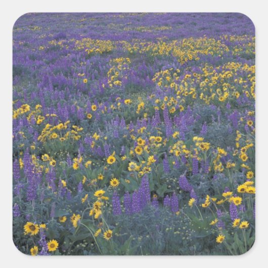 NA, VS, Washington Dalles, Lupine en Vierkante Sticker (Voorkant)