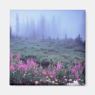 NA, VS, Washington, Foggy Alpine Meadow, Mt. Magneet