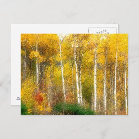 NA, VS, Washington, Herfst Aspen Trees samen Briefkaart (Voorkant / Achterkant)