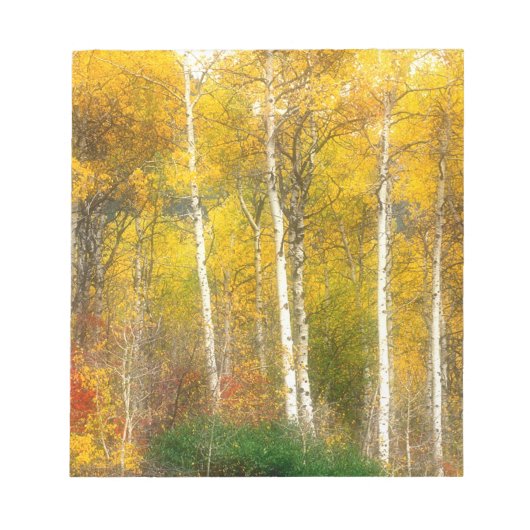 NA, VS, Washington, Herfst Aspen Trees samen Notitieblok (Voorkant)