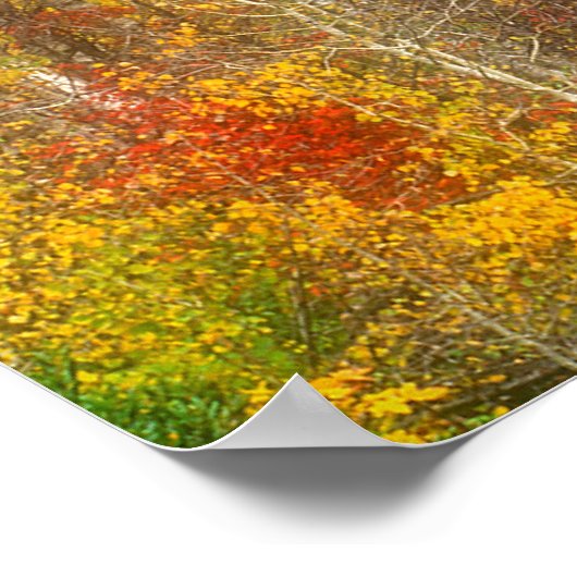 NA, VS, Washington, Herfst Aspen Trees samen Poster (Hoek)