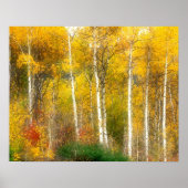 NA, VS, Washington, Herfst Aspen Trees samen Poster (Voorkant)