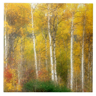 NA, VS, Washington, Herfst Aspen Trees samen Tegeltje