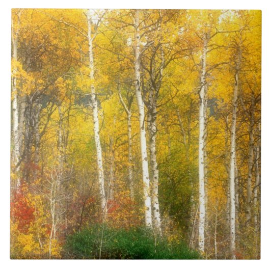 NA, VS, Washington, Herfst Aspen Trees samen Tegeltje (Voorkant)