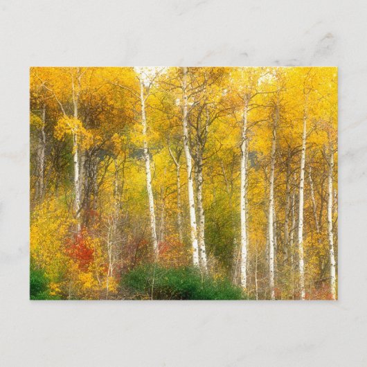 NA, VS, Washington, Herfst Esdoorns langs Briefkaart (Voorkant)