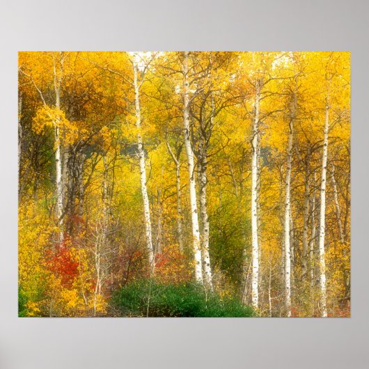 NA, VS, Washington, Herfst Esdoorns langs Poster (Voorkant)