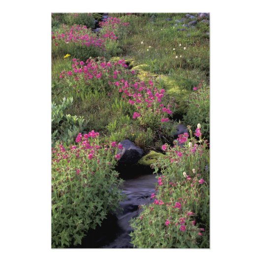 NA, VS, Washington, Mt. Rainier NP, Roze Foto Afdruk (Voorkant)