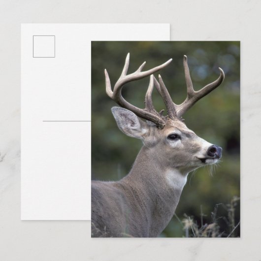 NA, VS, Washington State, Witstaartherten, Briefkaart (Voorkant / Achterkant)