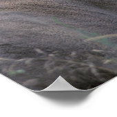 NA, VS, Washington State, Witstaartherten, Poster (Hoek)