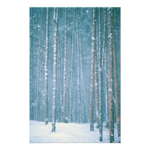 NA, VS, WY. Besneeuwd winters landschap tussen Foto Afdruk
