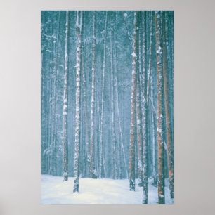 NA, VS, WY. Besneeuwd winters landschap tussen Poster