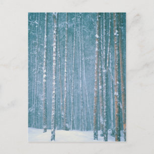 NA, VS, WY. Sneeuwse winterscène Briefkaart