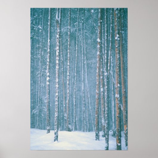 NA, VS, WY. Snowy winter scene Poster (Voorkant)