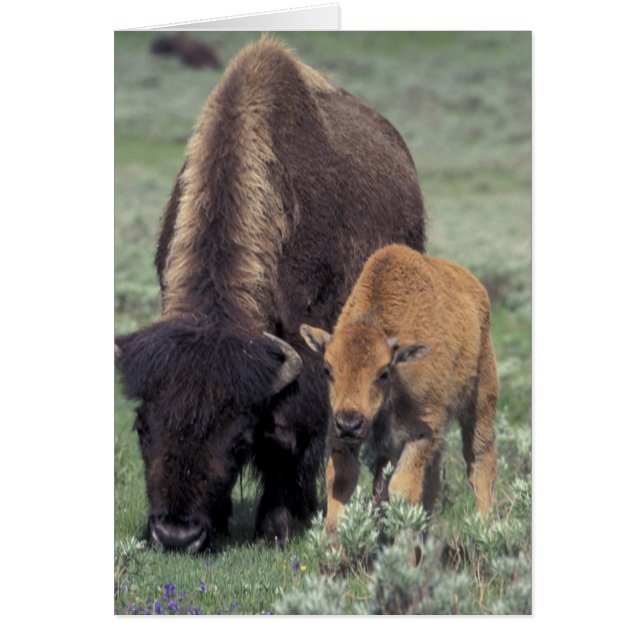 NA, VS, Wyoming, Nationaal park Yellowstone. (Voorkant)