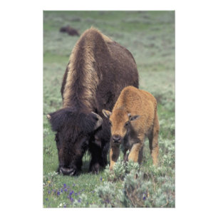 NA, VS, Wyoming, Nationaal park Yellowstone. Foto Afdruk