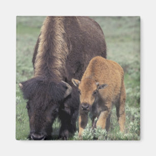 NA, VS, Wyoming, Nationaal park Yellowstone. Magneet