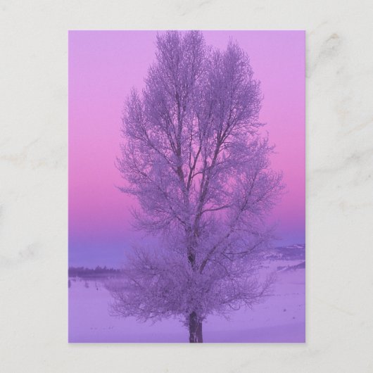 NA, VS, Wyoming, Yellowstone NP, Landschap Briefkaart (Voorkant)